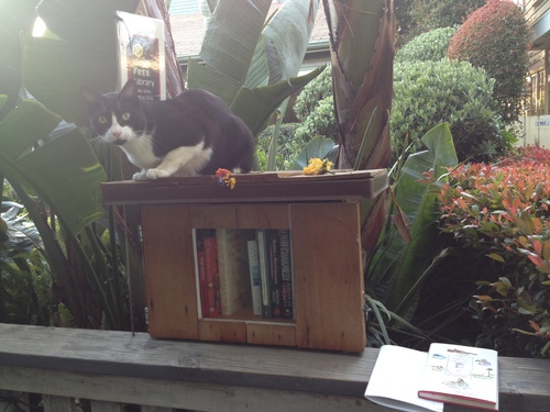Dworski Little Free Library.JPG